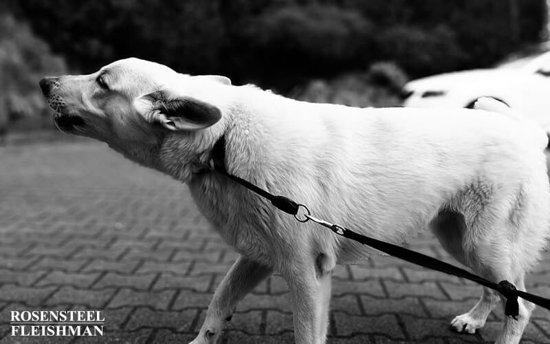 White Dog Barking Close-Up