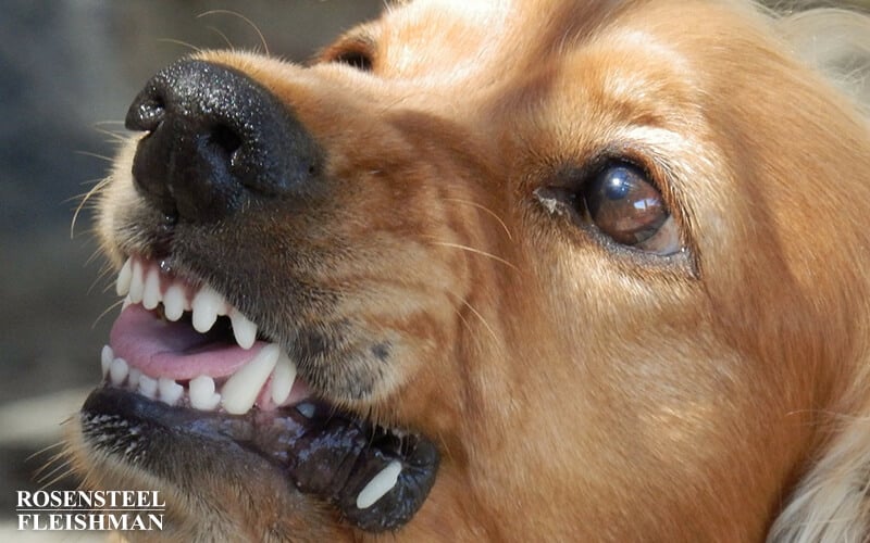 Mean and Aggressive Dog Barking Close-Up