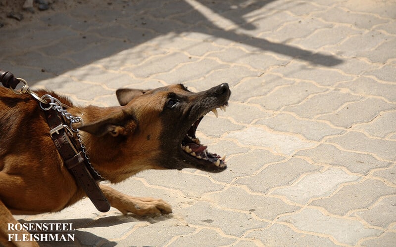 Mean and Dangerous Dog Barking