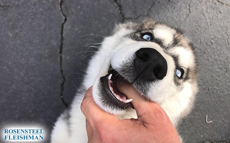 Dog Bite Accident Law Firm in Charlotte