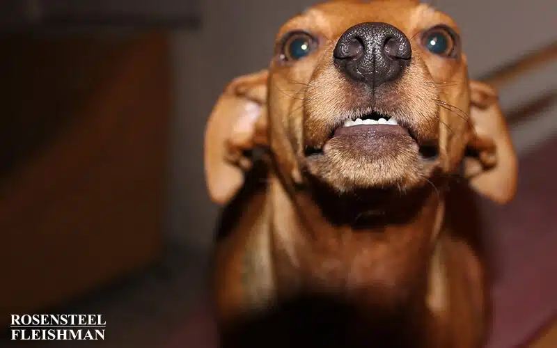 Mean Dog About to Bite